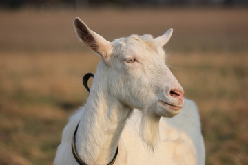 Fototapeta premium white goat walking a green meadow pasture
