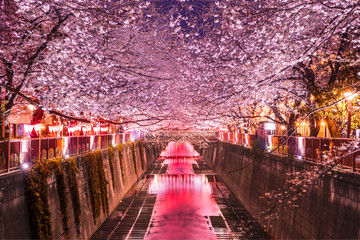 桜咲く目黒川の夜景 / A night view of the Meguro River cherry blossom trees lit up with...