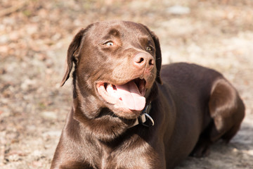 Labrador liegt in der Sonne im Wald © Nicole Lienemann