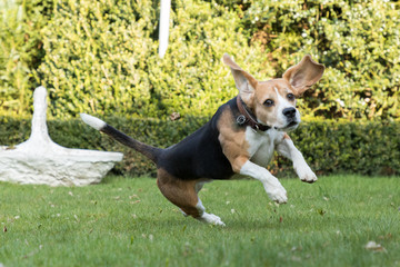 Beagle springt im Garten