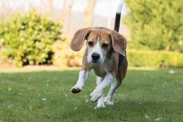 Beagle rennt im Garten