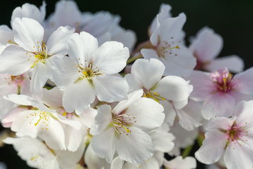 Cherry Blossom Closeup I