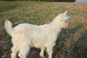 Obraz premium white goat walking a green meadow pasture
