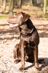 Labrador sitzt im Wald in der Sonne