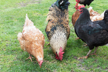 cock and hens on grass