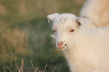 Obraz premium white goat walking a green meadow pasture