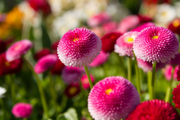 Pink Bellis Flowers