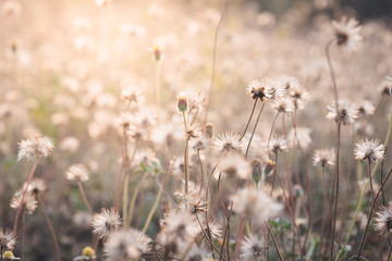 dry grass flowers in morning light.