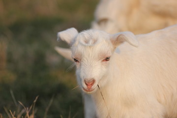 white goat walking a green meadow pasture