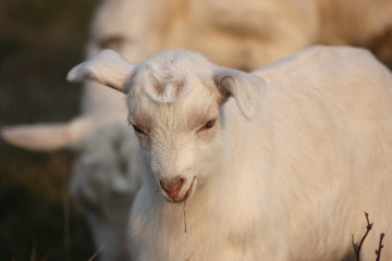 Naklejka na ściany i meble white goat walking a green meadow pasture