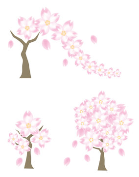 桜の木・3種類セット