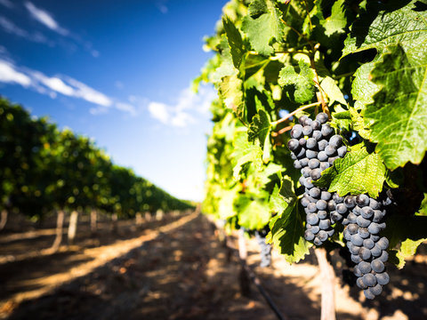 Weingut