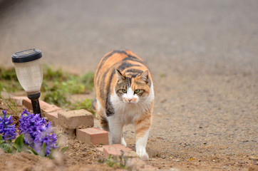 猫