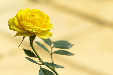 Yellow rose with green leaves