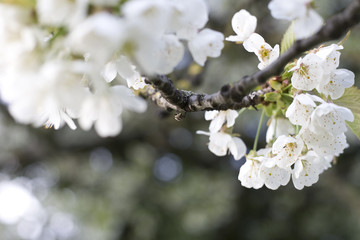 weiße Kirschblüten am Baum