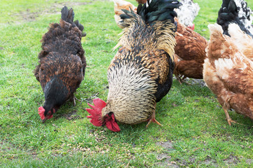 cock and hens on grass