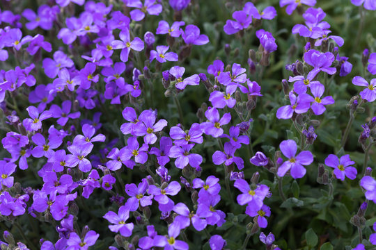 rock plant aubretia purple