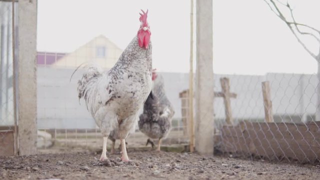 Closeup view of a hen in hencoop. Shot in slowmotion