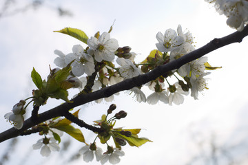 weiße Kirschblüten am Baum