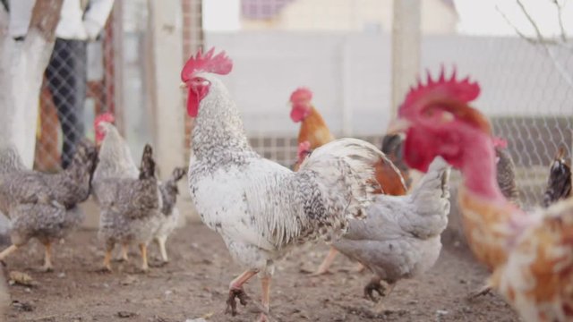 Strong hen walking in hencoop together with different chicks. Shot in slowmotion