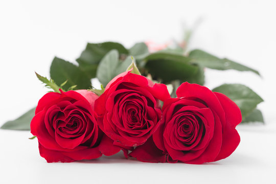 Red roses on a white background. Isolate