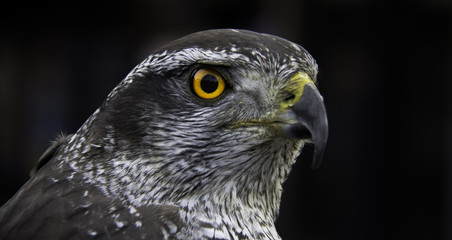 bird of prey(dark background)