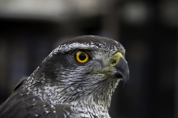 bird of prey(dark background)