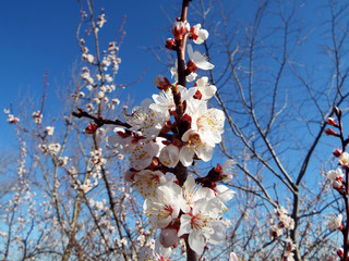  Blooms apricot