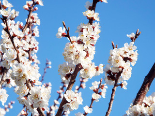  Blooms apricot