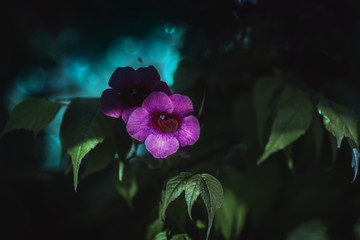 Fototapeta na wymiar Blüte im Schatten