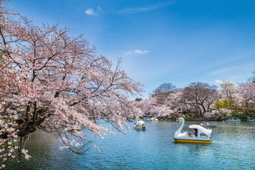 桜咲く井の頭公園の風景 ボート池を進むスワンボート / The scenery of...