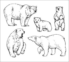 set of isolated hand drawn polar bear contours