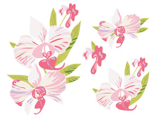 Fototapeta na wymiar Orchid, set of vector illustrations of the blossoms of the tropical, exotic flowers. Floral collection