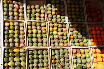Fresh colorful tropical mangoes on display at outdoor farmers market