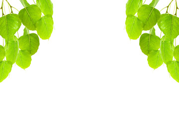 Green leaves frame(Pho leaf, bo leaf,bothi leaf)isolated on white background.