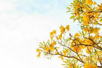 Yellow tabebuia flower blossom background