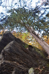 Felsvorsprung mit Baum im Herbst