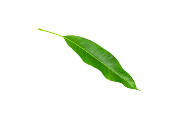 Obraz premium Mango leaves isolated on white background.