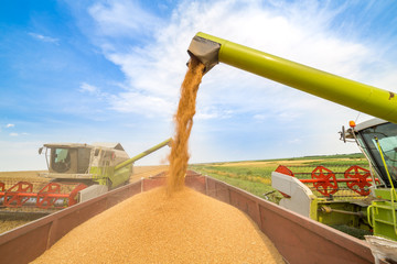 Combine harvester in action on wheat field. Harvesting is the process of gathering a ripe crop from...