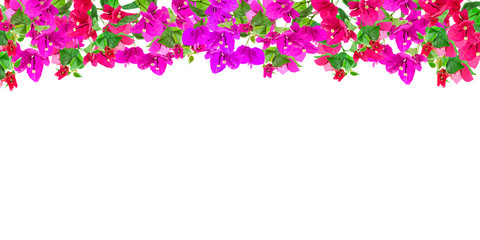 Obraz na płótnie Canvas Bougainvillea flower frame on white background ,Provincial flower of phuket thailand.