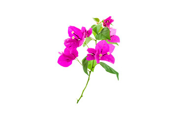 Bougainvillea on white background ,Provincial flower of phuket thailand.