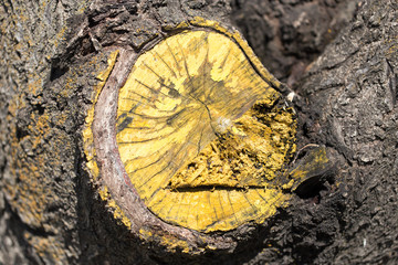 Tree stump from a cut branch