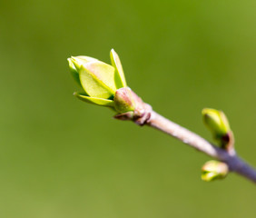 Naklejka na ściany i meble A green bud grows on a tree in the spring