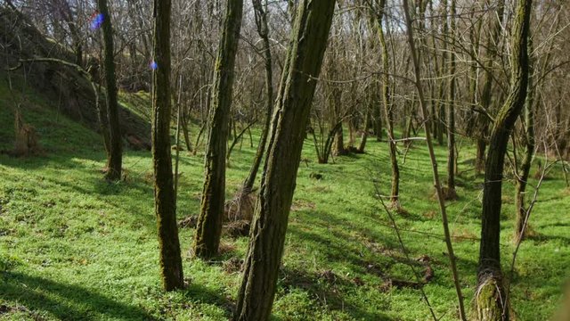spring sunny forest without leaves and with green grass. smooth camera movement