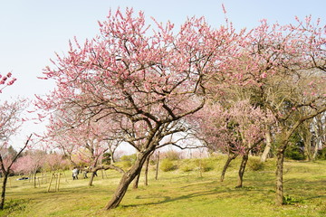 桃の花咲く公園