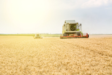 Fototapeta premium Combine harvester in action on wheat field. Harvesting is the process of gathering a ripe crop from the fields.
