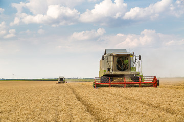 Fototapeta premium Combine harvester in action on wheat field