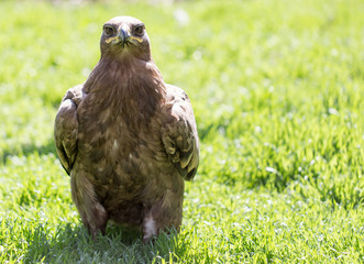 Portrait of an eagle in a park