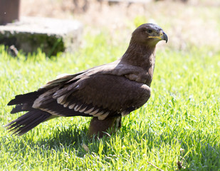 Portrait of an eagle in a park