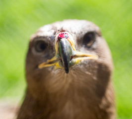 Portrait of an eagle in a park